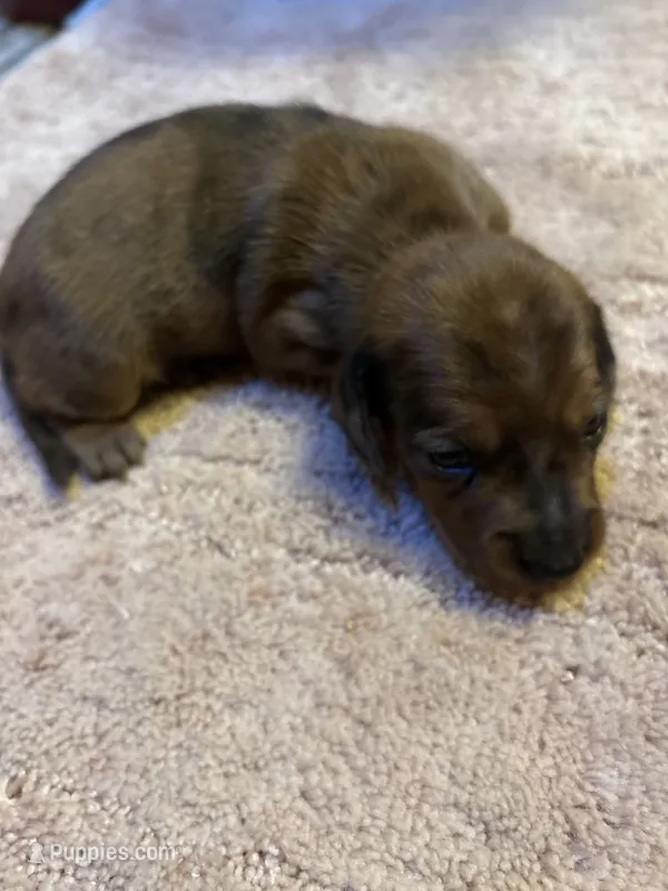 Penelope AKC long haired  – Miniature Dachshund puppy for sale in Melrose, MN