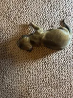 Charlie AKC, a male Miniature Dachshund for sale in Melrose, MN – 4 of 5