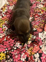 Pepper AKC, a male Miniature Dachshund for sale in Melrose, MN – 8 of 10