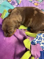 Bobby AKC long haired , a male Miniature Dachshund for sale in Melrose, MN – 4 of 5