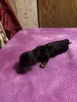 Pressly AKC, a male Miniature Dachshund for sale in Melrose, MN – Photo 6 of 6