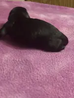 Pressly AKC, a male Miniature Dachshund for sale in Melrose, MN – Photo 2 of 6