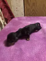 Pressly AKC, a male Miniature Dachshund for sale in Melrose, MN – Photo 3 of 6