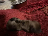 Pansy AKC, a female Miniature Dachshund for sale in Melrose, MN – Photo 4 of 7