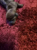 Pansy AKC, a female Miniature Dachshund for sale in Melrose, MN – Photo 3 of 7