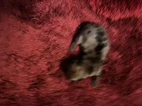 Pansy AKC, a female Miniature Dachshund for sale in Melrose, MN – Photo 7 of 7