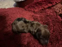 Pansy AKC, a female Miniature Dachshund for sale in Melrose, MN – Photo 5 of 7