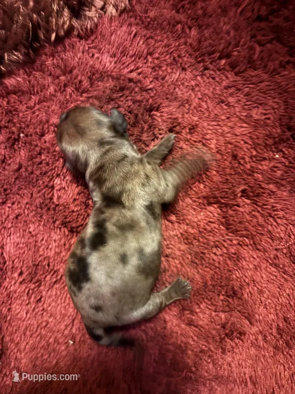 Pansy AKC, a female Miniature Dachshund for sale in Melrose, MN – Photo 1 of 7