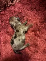 Pansy AKC, a female Miniature Dachshund for sale in Melrose, MN – Photo 1 of 7