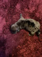 Pansy AKC, a female Miniature Dachshund for sale in Melrose, MN – Photo 6 of 7