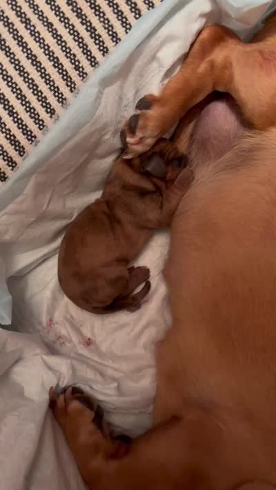 Bonnie , a female Miniature Dachshund for sale in Melrose, MN – 4 of 6