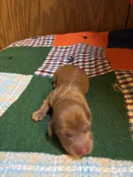 Sebastian AKC long haired , a male Miniature Dachshund for sale in Melrose, MN – 2 of 4
