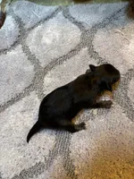 Chatty long haired , a female Miniature Dachshund for sale in Melrose, MN – 4 of 7