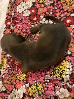 Pepper AKC, a male Miniature Dachshund for sale in Melrose, MN – 7 of 10