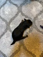 Chatty long haired , a female Miniature Dachshund for sale in Melrose, MN – 3 of 7