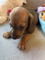 Shorty AKC, a male Miniature Dachshund for sale in Melrose, MN – 6 of 10