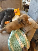 Sebastian AKC long haired , a male Miniature Dachshund for sale in Melrose, MN – 8 of 10