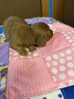 Bridget AKC long-haired dapple , a female Miniature Dachshund for sale in Melrose, MN – 6 of 7