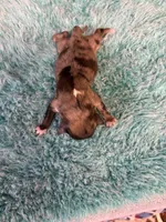 Chica, a female Miniature Dachshund for sale in Melrose, MN – 2 of 6