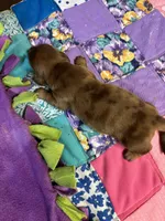 Bridget AKC long-haired dapple , a female Miniature Dachshund for sale in Melrose, MN – 4 of 4