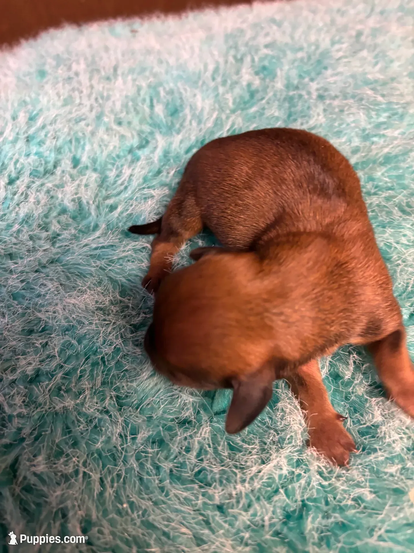 Moe AKC, a male Miniature Dachshund for sale in Melrose, MN – 2 of 5