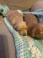   Tilly AKC long haired , a female Miniature Dachshund for sale in Melrose, MN – Photo 8 of 10