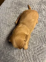 Sherry AKC long haired , a female Miniature Dachshund for sale in Melrose, MN – Photo 8 of 9