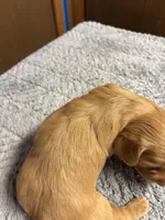 Sherry AKC long haired , a female Miniature Dachshund for sale in Melrose, MN – Photo 6 of 9