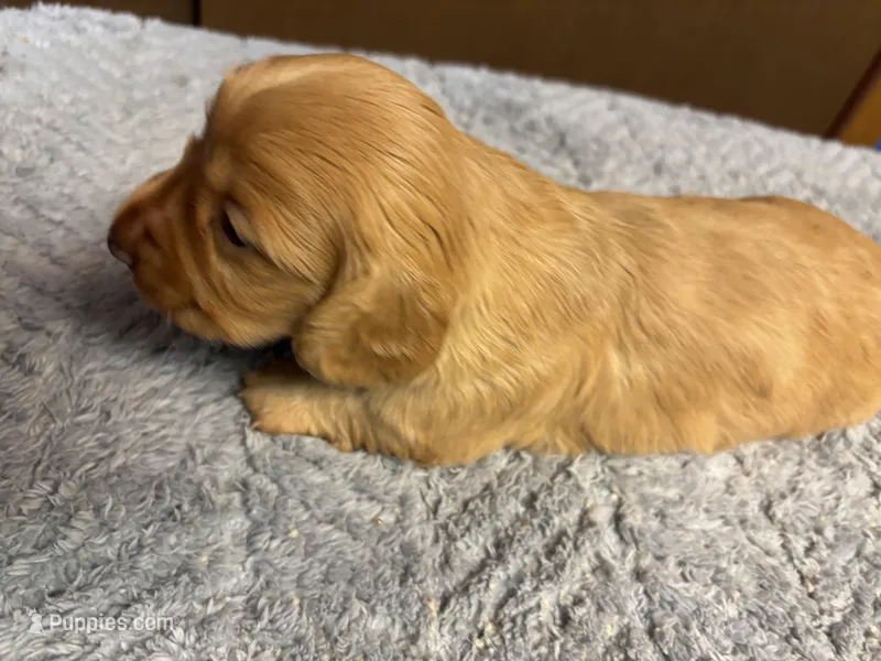 Sherry AKC long haired 