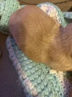   Tilly AKC long haired , a female Miniature Dachshund for sale in Melrose, MN – Photo 6 of 10