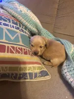   Tilly AKC long haired , a female Miniature Dachshund for sale in Melrose, MN – Photo 7 of 10