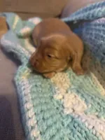 Sherry AKC long haired , a female Miniature Dachshund for sale in Melrose, MN – Photo 5 of 10