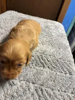 Sherry AKC long haired , a female Miniature Dachshund for sale in Melrose, MN – Photo 3 of 9