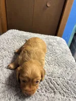 Sherry AKC long haired , a female Miniature Dachshund for sale in Melrose, MN – Photo 5 of 9