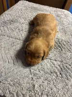 Sherry AKC long haired , a female Miniature Dachshund for sale in Melrose, MN – Photo 7 of 9