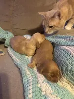   Tilly AKC long haired , a female Miniature Dachshund for sale in Melrose, MN – Photo 10 of 10