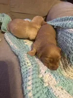 Sherry AKC long haired , a female Miniature Dachshund for sale in Melrose, MN – Photo 10 of 10