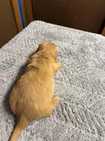 Sherry AKC long haired , a female Miniature Dachshund for sale in Melrose, MN – Photo 9 of 9