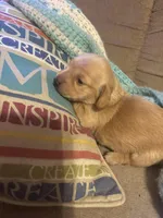   Tilly AKC long haired , a female Miniature Dachshund for sale in Melrose, MN – Photo 9 of 10