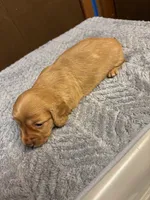 Sherry AKC long haired , a female Miniature Dachshund for sale in Melrose, MN – Photo 4 of 9