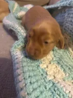 Sherry AKC long haired , a female Miniature Dachshund for sale in Melrose, MN – Photo 8 of 10