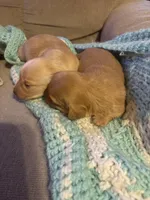 Sherry AKC long haired , a female Miniature Dachshund for sale in Melrose, MN – Photo 9 of 10