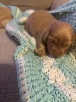 Sherry AKC long haired , a female Miniature Dachshund for sale in Melrose, MN – Photo 6 of 10