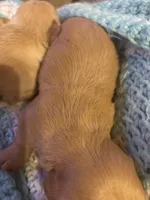 Sherry AKC long haired , a female Miniature Dachshund for sale in Melrose, MN – Photo 7 of 10