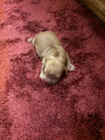Pedro AKC long haired , a male Miniature Dachshund for sale in Melrose, MN – 6 of 10