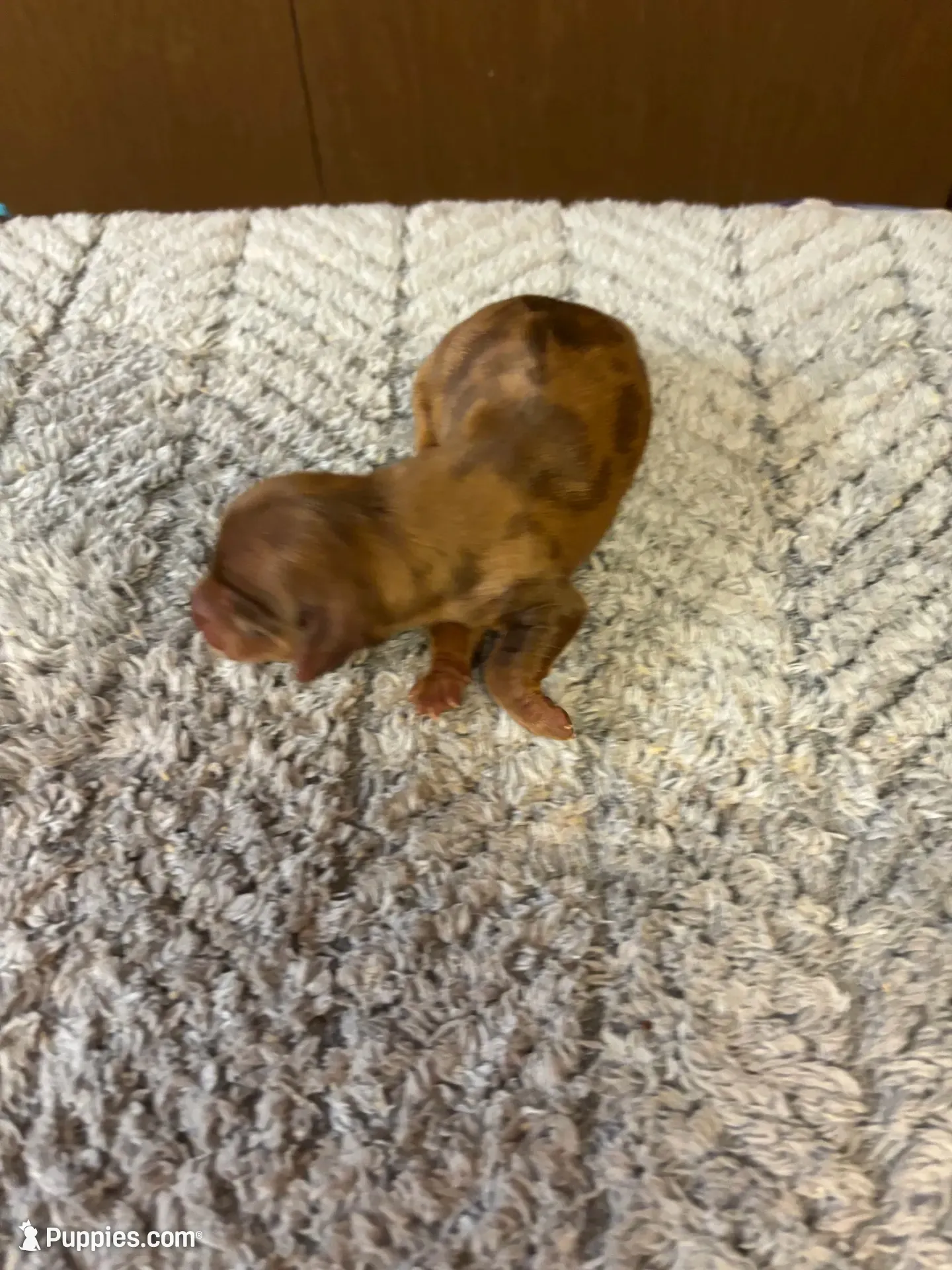 Benji AKC long haired , a male Miniature Dachshund for sale in Melrose, MN – 5 of 7