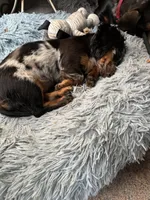 Hannah AKC long haired , a female Miniature Dachshund for sale in Melrose, MN – 5 of 5