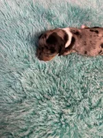 Peabody AKC long haired , a male Miniature Dachshund for sale in Melrose, MN – 9 of 9