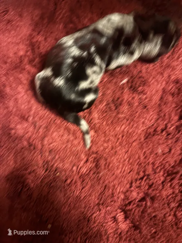 Poncho AKC – Miniature Dachshund puppy for sale in Melrose, MN