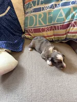 Bella, a female Collie and Miniature Dachshund for sale in Melrose, MN – Photo 6 of 10